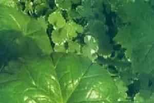 分生繁殖的绿植有哪些?八角莲(小檗科鬼臼属)独叶一枝花