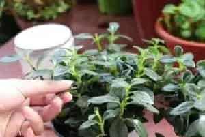 盆栽施肥 | 金鱼吊兰有花苞了可以施肥吗