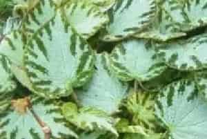 扦插繁殖的绿植有哪些?银翠秋海棠(秋海棠科秋海棠属)