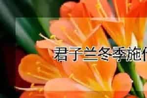 君子兰冬季施什么肥料