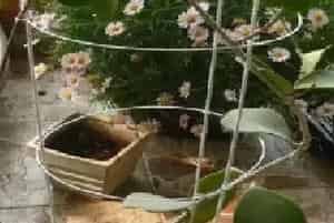 盆栽造型 | 盆栽球兰花怎样搭架子
