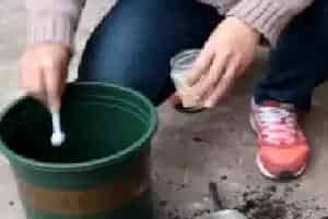盆栽施肥 | 石榴树上盆可以上肥料吗