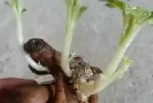 盆景知识 | 冬天大丽花刚发芽耐冻吗
