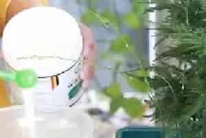 盆栽施肥 | 文竹快速生根粉怎么用 掌握正确用法促根才有效