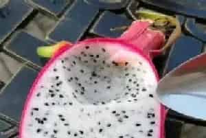 盆栽施肥 | 火龙果施什么肥可以提高糖分