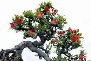 垂丝海棠的花语及象征意义