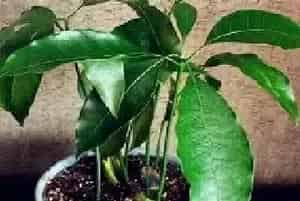芒果仁怎么种成盆栽