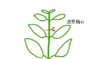矮牵牛长得太高怎样修剪？