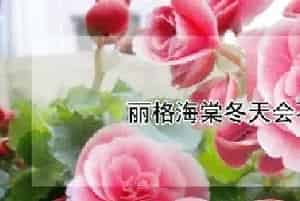 丽格海棠冬天会不会冻死