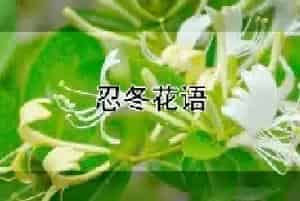 忍冬花语