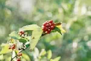 冬青的花语和寓意 冬青的花语是什么意思