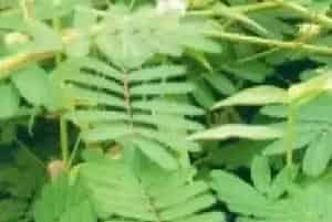 播种繁殖的绿植有哪些?巴西含羞草(豆科含羞草属)美洲含羞草