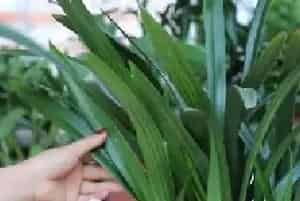 盆景养护管理 | 兰花叶子发黄叶尖枯焦怎么办