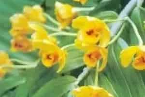 扦插繁殖的绿植有哪些?束花石斛(兰科石斛属)水打棒、金兰、大黄草