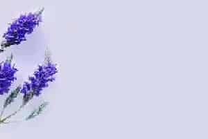 紫色薰衣草的真正花语