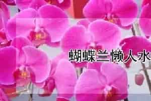 蝴蝶兰懒人水培方法