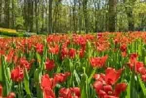 郁金香花语 郁金香花语是什么