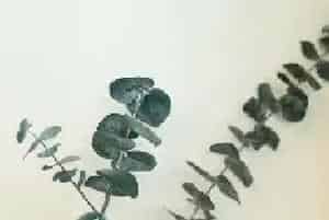 蓝桉的花语
