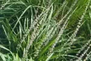 分生繁殖的绿植有哪些?阔叶麦冬(百合科山麦冬属)阔叶山麦冬
