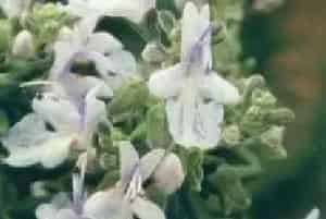 扦插繁殖的绿植有哪些?迷迭香(唇形科迷迭香属)艾菊