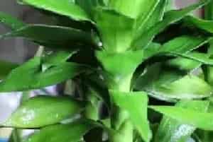 盆栽施肥 | 用中药渣养富贵竹 可以一年不用施肥