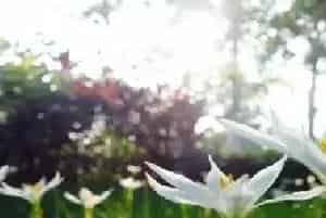 葱兰花语