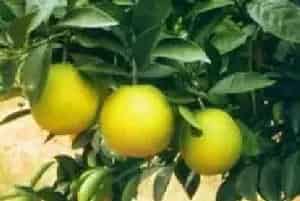 嫁接繁殖的花卉有哪些?甜橙(芸香科柑橘属)黄果、广柑