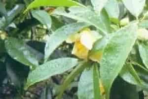 扦插繁殖的绿植有哪些?大头茶(山茶科大头茶属)大山皮、楠木树