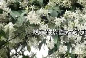 风车茉莉北方室外过冬怎么处理