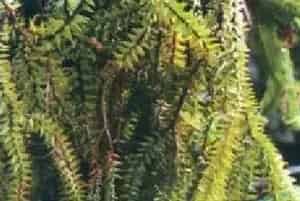 播种繁殖的绿植有哪些?垂枝石松(石松科石松属)细穗石松