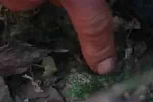 盆景养护管理 | 梅花盆栽好养吗