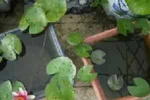 睡莲水培怎么养