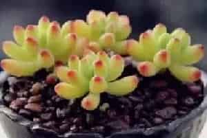 盆栽浇水 | 多肉夏天能浇水吗？多肉夏天怎么浇水？