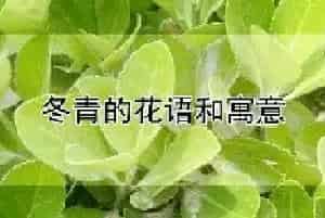 冬青的花语和寓意