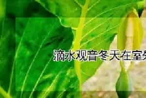 滴水观音冬天在室外会冻死吗