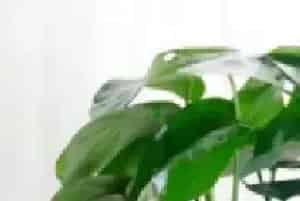 龟背竹的形态特征和寓意