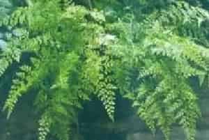 播种繁殖的绿植有哪些?大羽铁角蕨(铁角蕨科铁角蕨属)新大羽铁角蕨、大黑柄铁角蕨
