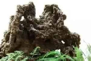 山水盆景 | 上水石（吸水石）盆景植物简介