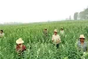 芝麻的施肥技术