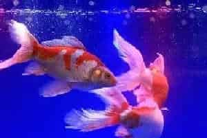 哪种鱼最好养又漂亮便宜？
