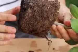 盆栽施肥 | 平安树施肥多了怎么办