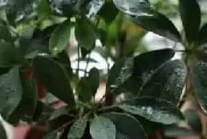 盆栽浇水 | 鸭脚木冬天怎么浇水