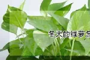 冬天的绿萝怎么养