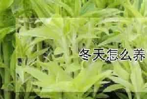 冬天怎么养富贵竹