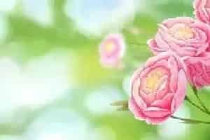 芙蓉花花语