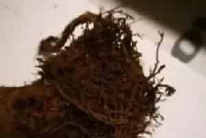 盆栽施肥 | 玉树施肥过多怎么办