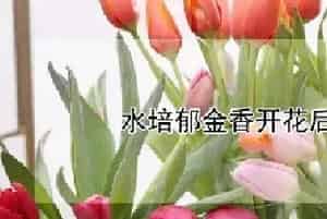 水培郁金香开花后怎么处理