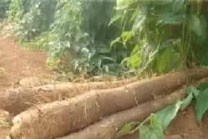 怎样提升山药的产量