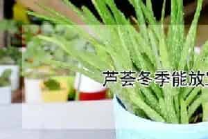 芦荟冬季能放室外吗