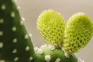 仙人掌的花语 仙人掌的花语与寓意